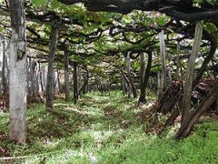 Photo and source: Madeira Wine Guide; www.madeirawineguide.com