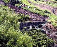 Photo and source: Madeira Wine Guide; www.madeirawineguide.com