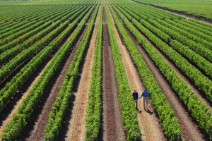 Napanook vineyard at Dominus Estate